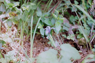 hd06