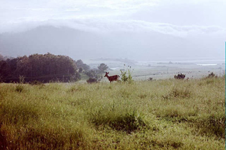 animals24