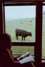 animals25