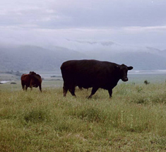 animals26