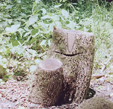 bv07